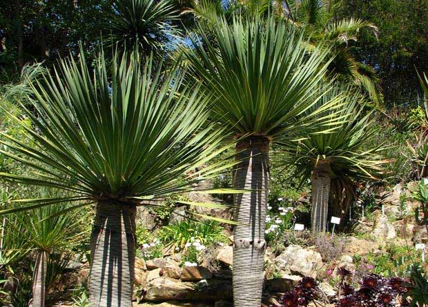 Photo of arborescent Yuccas (Yucca sp.)