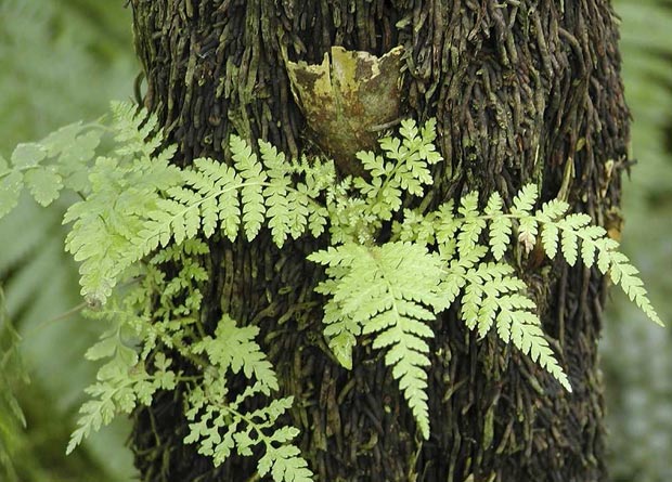 Photo of the stem of an arborescent fern (Cyathea australis), covered by a fibrous mass of aerial roots