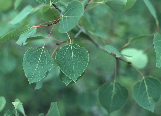 Photo of leaves with flat petioles of a quaking aspen (Populus tremuloides)