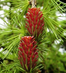 Photo of a conifer's female cones