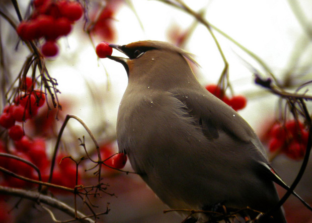 Photo of a Bohemian waxwing (Bombycilla garrulus) with a tree fruit in its bill