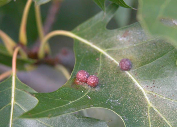 Photo of three round galls on the leaf of a pin oak (Quercus palustris)