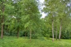 Photo d'un paysage boisé en été