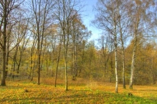 Photo d'un paysage boisé en automne