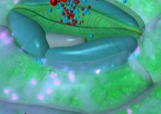 Drawing of a leaf's stomata, showing potassium ions leaving the guard cells