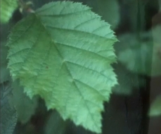 Photo of an alder leaf