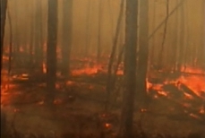 Photo d'un feu de forêt, vu du sol