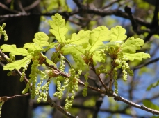Photo of an oak's flowers, in spring