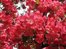Photo d'un pommetier en fleurs au printemps