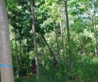 Photo d'un abattage d'arbre effectué par un professionnel