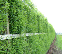 Photo d'un mur végétal de saules (Salix miyabeana)