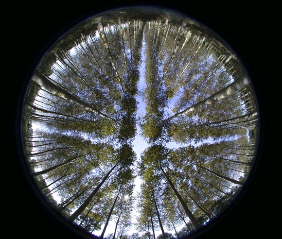 Photo of the opening of the canopy of a plantation