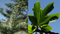 Photomontage of needles from a balsam fir (Abies balsamea) and leaf from a common fig (Ficus carica)