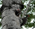 Photo of a Pileated Woodpecker and its young, on a tree's trunk