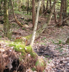 Photo of windfall: uprooted hemlock