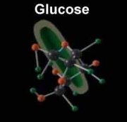 Drawing of a molecule of glucose