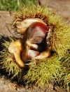 Photo of the nut of a Chinese chesnut (Castanea mollissima)