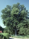 Photo of a silver maple (Acer saccharinum)