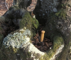 Photo of a tree dendrotelma, a hole in the trunk of a living tree