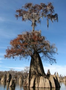 Photo of a Florida bald cypress (Taxodium distichum)