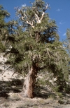 Photo d'un pin à cônes épineux (Pinus longaeva)
