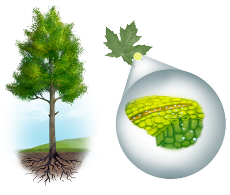 Dessin d'un arbre prsentant la transpiration de ses feuilles